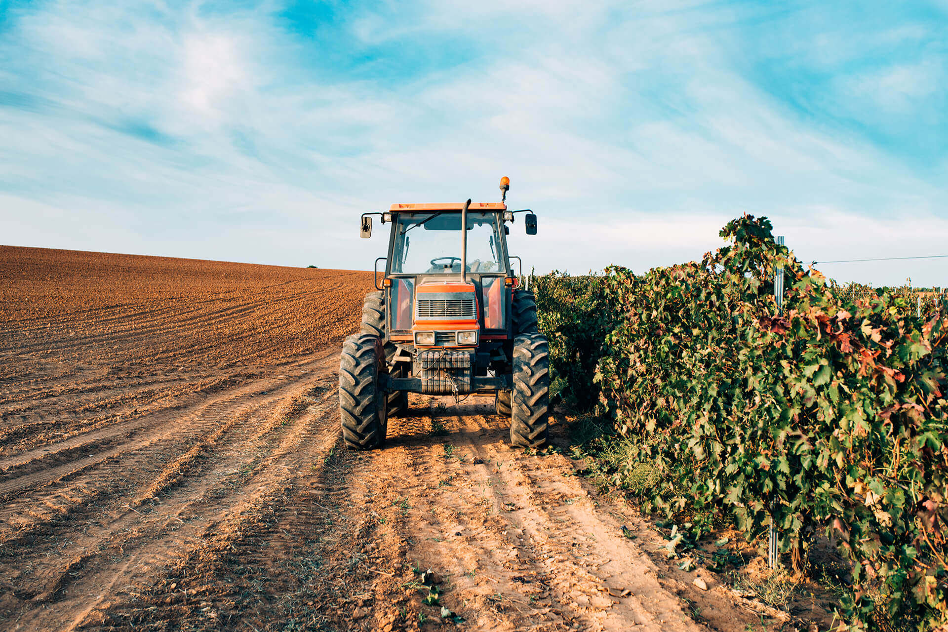 From Our Fields to Your Bowl: The BooWee Story